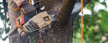 Best Root Management and Removal  in Ilco, WA