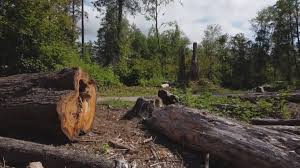Reliable Ilwaco, WA Tree Care Solutions