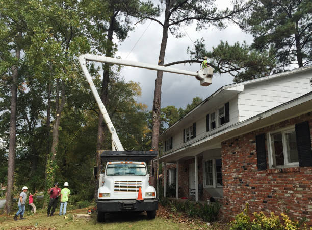 Best Emergency Tree Removal  in Ilco, WA