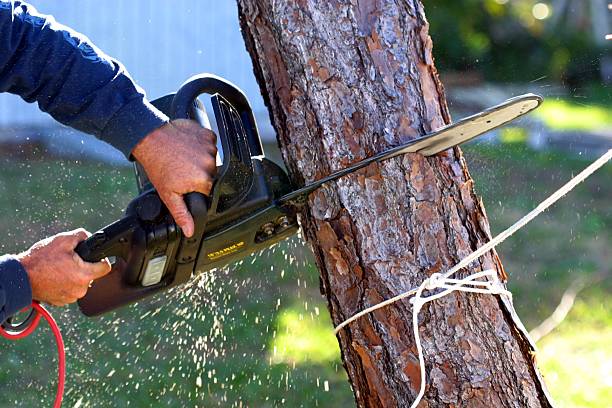 Best Pest Control for Lawns  in Ilco, WA