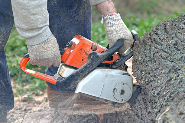Best Tree and Shrub Care  in Ilco, WA