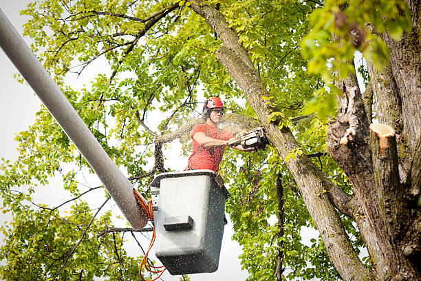 Best Fruit Tree Pruning  in Ilco, WA