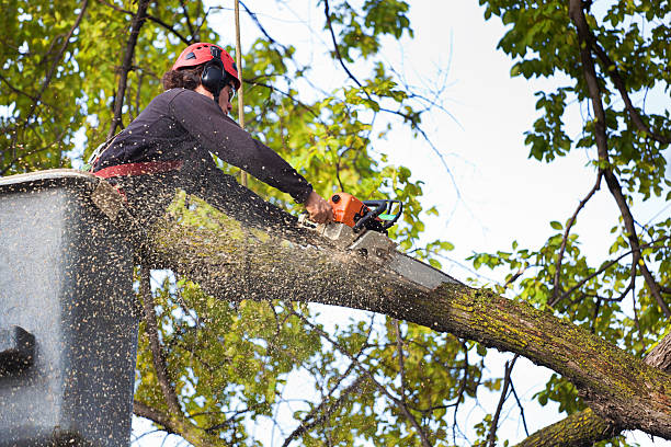 Best Leaf Removal  in Ilco, WA