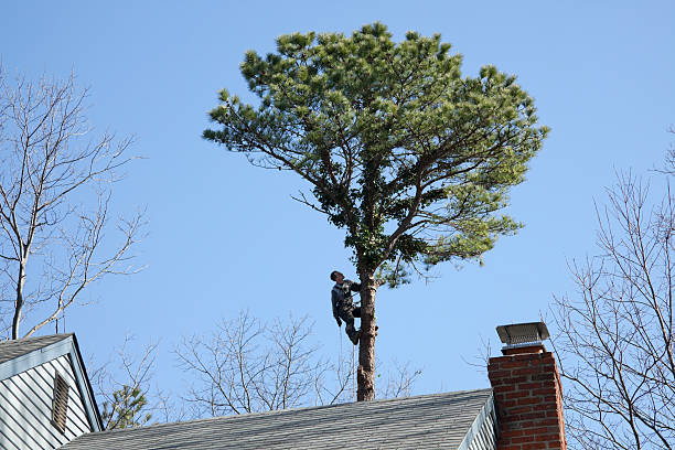 Best Tree Cabling and Bracing  in Ilco, WA