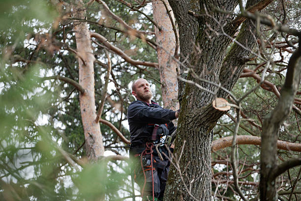 Best Palm Tree Trimming  in Ilco, WA