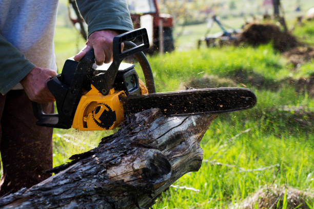 Best Stump Grinding and Removal  in Ilco, WA